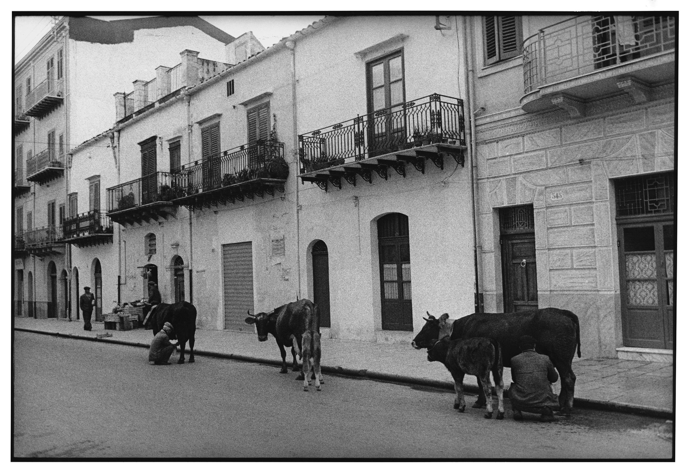 Sicilia, 002-049-58
Uomini mungono vacche in strada, 1962
Partinico (Italia)